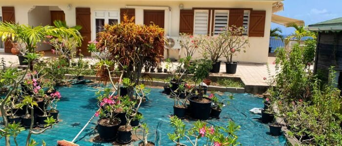 Vue_jardin_Ladesirade_les_flots_bleus